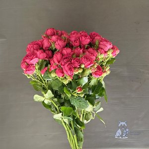 Роза розовая кустовая