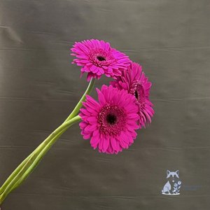 Гербера темно-розовая