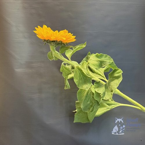 Подсолнухи