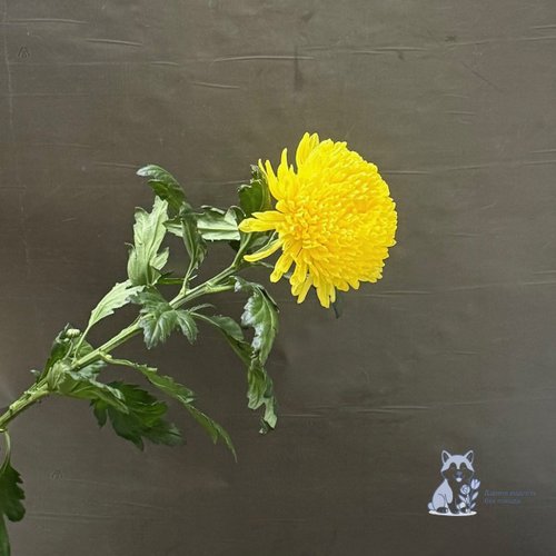 Хризантема одноголовая желтая