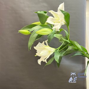 Лилия белая