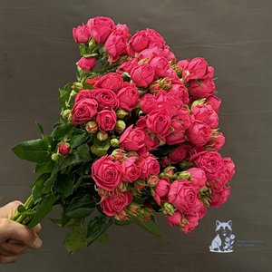 Роза розовая кустовая