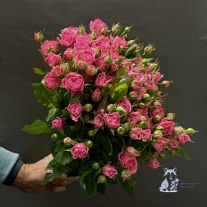 Роза розовая кустовая