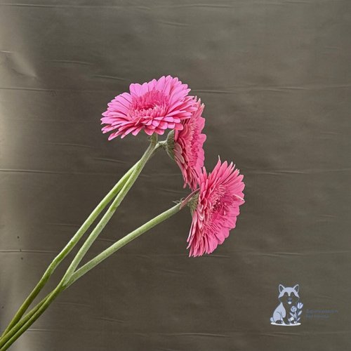 Гербера розовая