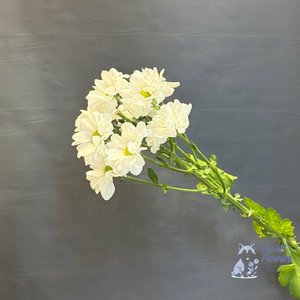 Хризантема белая кустовая