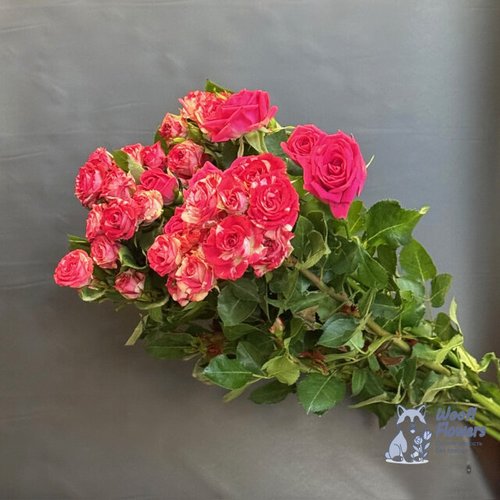 Роза кустовая розовая