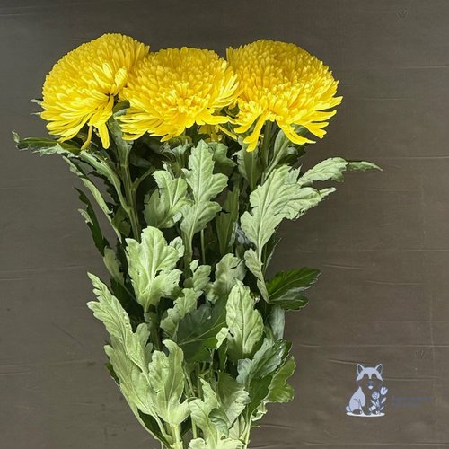 Хризантема одноголовая желтая