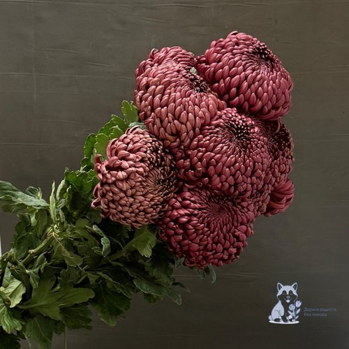 Хризантема "Бигуди" винная одноголовая