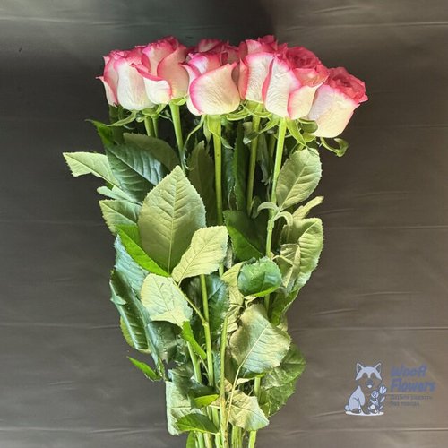 Роза розовая