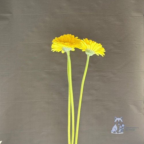 Гербера желтая