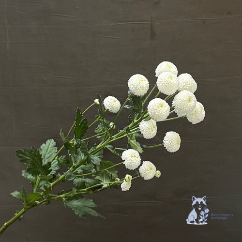 Хризантема белая кустовая