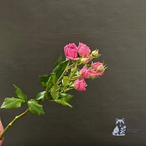 Роза розовая кустовая