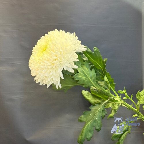 Хризантема одноголовая белая