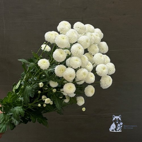 Хризантема белая кустовая