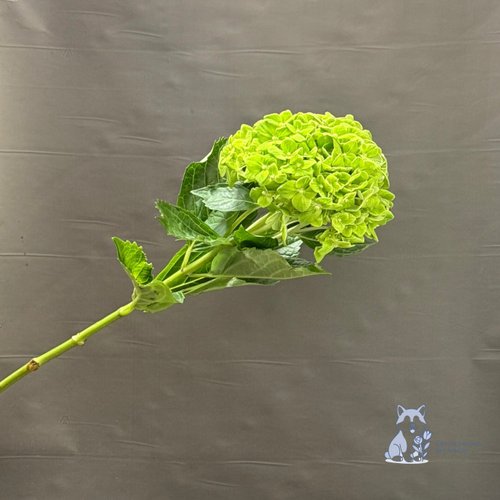 Гортензия зеленая