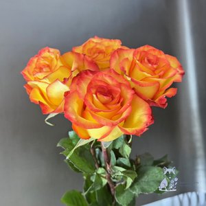 Роза оранжевая