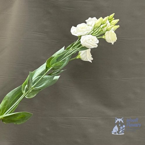 Эустома белая