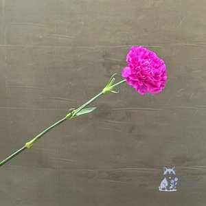 Гвоздика ярко-розовая