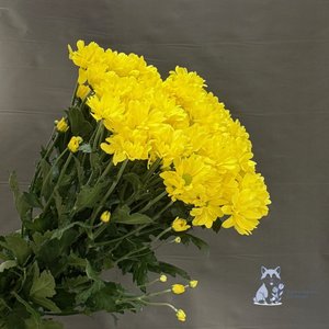 Хризантема желтая кустовая