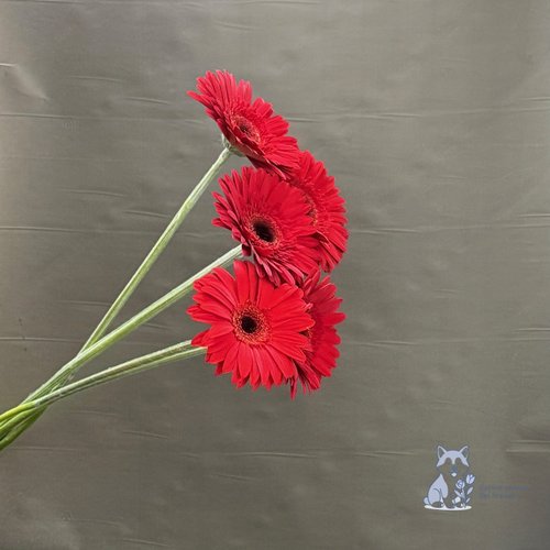 Гербера красная