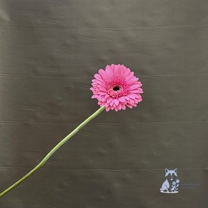 Гербера розовая