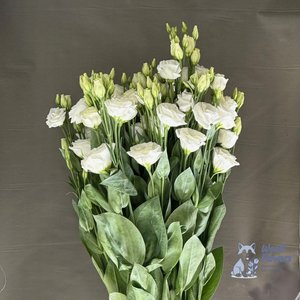 Эустома белая