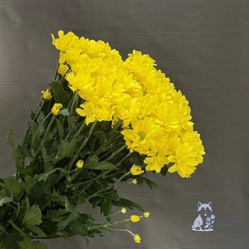 Хризантема желтая кустовая