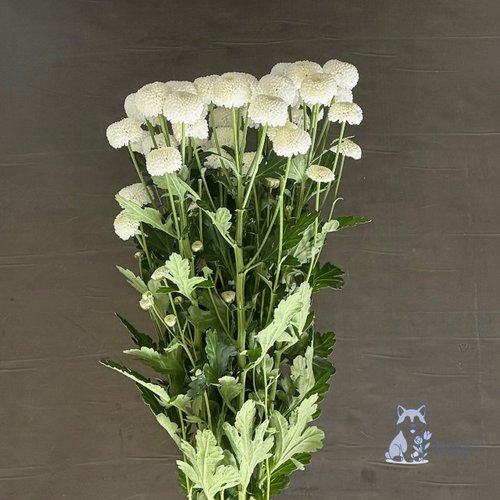 Хризантема белая кустовая