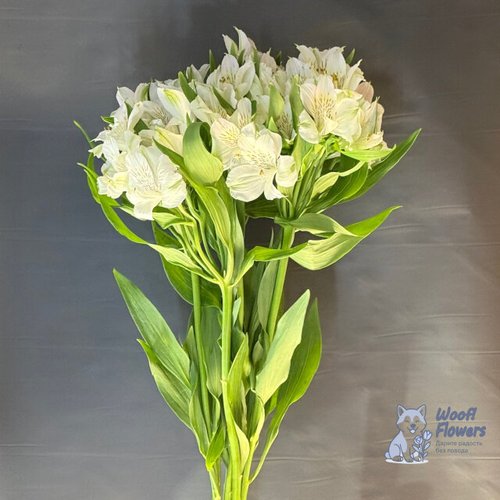 Альстромерия белая