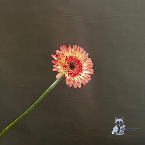 Гербера розовая