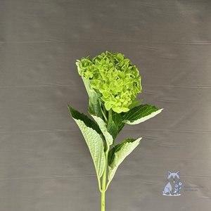 Гортензия зеленая