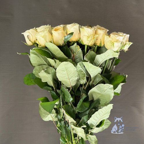 Роза желто-кремовая