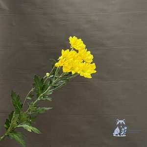 Хризантема желтая кустовая