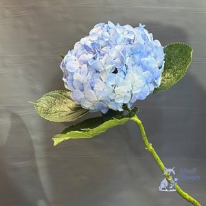 Гортензия голубая