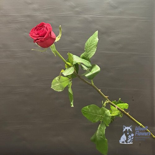 Роза красная