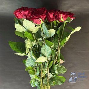 Роза красная