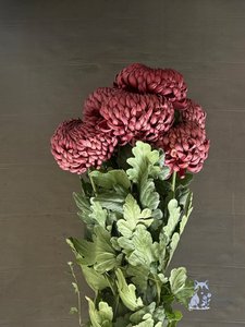 Хризантема "Бигуди" винная одноголовая