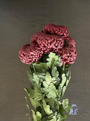 Хризантема "Бигуди" винная одноголовая