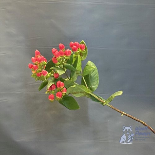 Гиперикум красный