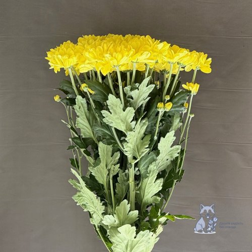 Хризантема желтая кустовая