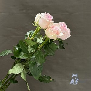 Роза бледно-розовая