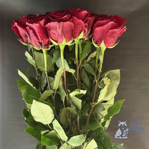 Роза бордовая