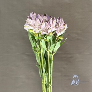 Альстромерия сиреневая