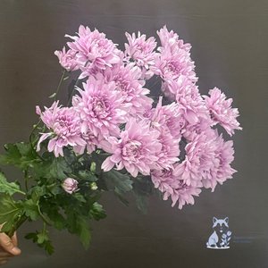 Хризантема сиреневая кустовая махровая