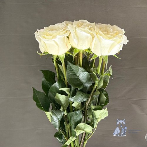 Роза бело-желтая