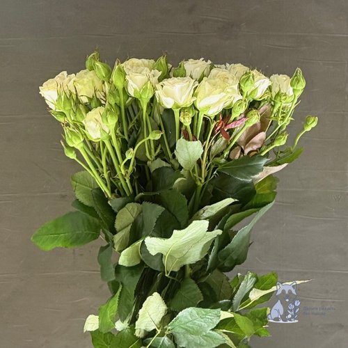 Роза белая кустовая