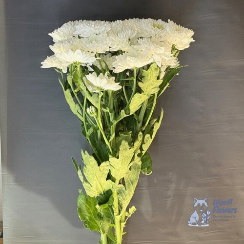 Хризантема белая кустовая махровая