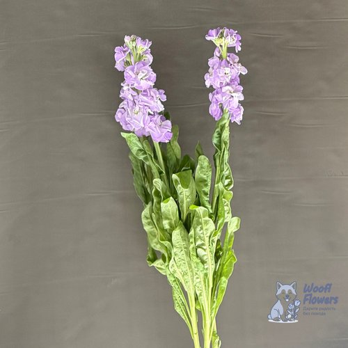 Маттиола сиреневая