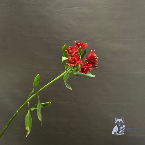 Альстромерия красная