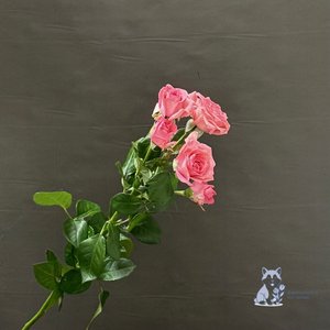 Роза розовая кустовая